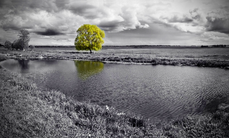 AS248 Wall décor art photographic on canvas landscape green tree by black & white dam